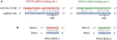 Structural Insights on Tiny Peptide Nucleic Acid (PNA) Analogues of miRNA-34a: An in silico and Experimental Integrated Approach